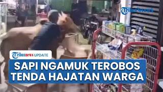 Hajatan Jadi Menegangkan! Sapi Kurban Ngamuk Terobos Tenda Nikahan di Banyumas, Hewan Diduga Stres