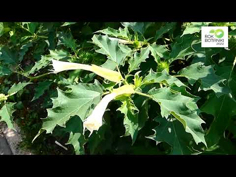 Bieluń dziędzierzawa