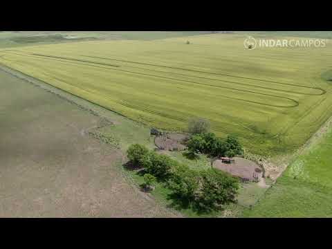 INDAR Campos | General Belgrano | Buenos Aires | Mixto | 231 Has