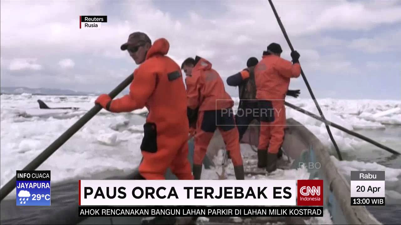 Paus Orca Terjebak Es