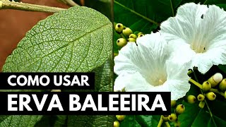 ERVA BALEEIRA: PARA QUE SERVE, COMO USAR E BENEFÍCIOS #013