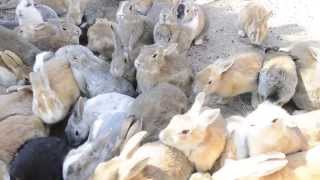 preview picture of video '【大久野島】Hundreds of bunnies swarm us - first-person perspective'