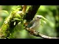Blue Gray Tanager Thraupis Episcopus Medellin C Andes