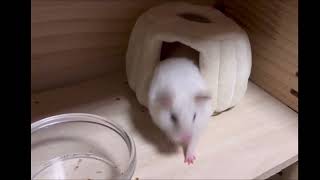 寝起きハムスター