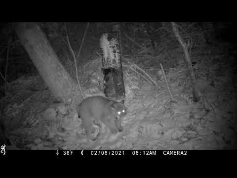 Bobcat vs Coyote