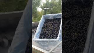 Download lagu Wine-Searcher - Winemaking Project - Syrah arrives at Winery Expectation vs Reality #crusher #syrah mp3