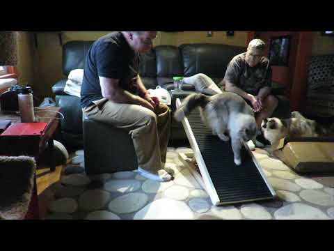 Alpha Paws Scratchy Ramp
