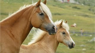 Download lagu Horse Sounds Horse Neighing Sounds Horse Sound Eff... mp3