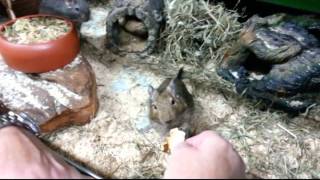preview picture of video 'Degu bei der Fütterung Zooland Mayen'