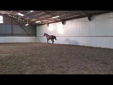 Carmeltino  Jumping sales video