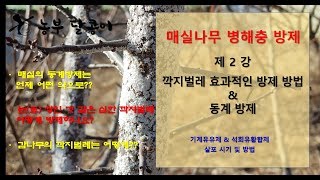 매실 병해충 방제 - 제 2강 깍지벌레 및 동계방제