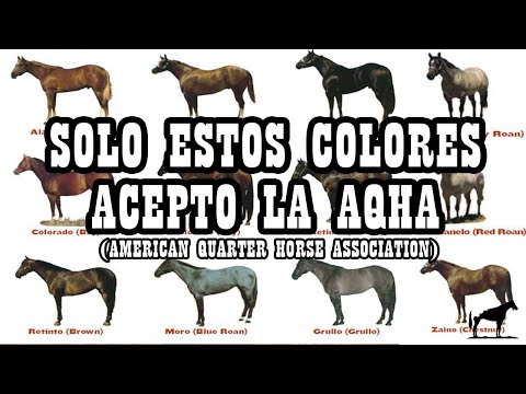 , title : 'Colores de Caballos Cuarto de Milla (AQHA)🐴-Del Cerro Soy'