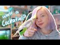 Should You Get A Cockatiel