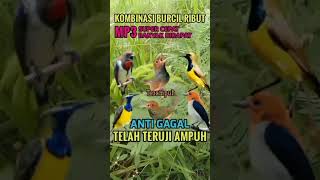 Download lagu Suara pikat sogon, prenjak, kemade ribut#shorts #birds #pikatburung #sogon #prenjak #kemade #ampuh mp3
