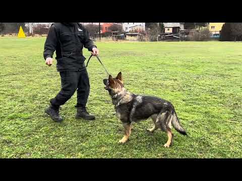 Maggie z Jukasu - training B+C - 11 months