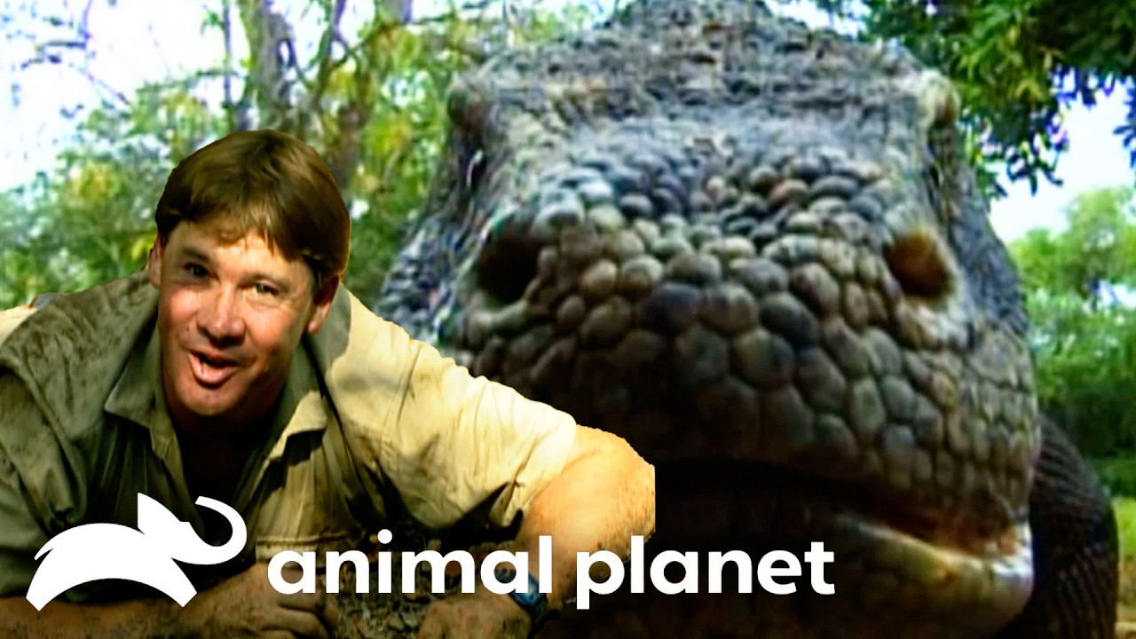 Steve Relives His Dangerous Moments! | The Crocodile Hunter | Animal Planet