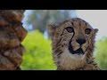 San Diego Zoo And Safari Park Backstage Pass And Cheetah Safari In 1080