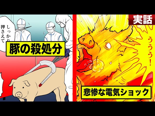 豚コレラ人間感染