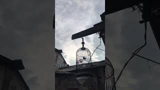 Download lagu pleci dakbal nembak wit wit di pagi hari  #dakbal#pengembunanpleci#dakunbali mp3 Download lagu pleci dakbal nembak wit wit di pagi hari  #dakbal#pengembunanpleci#dakunbali mp3