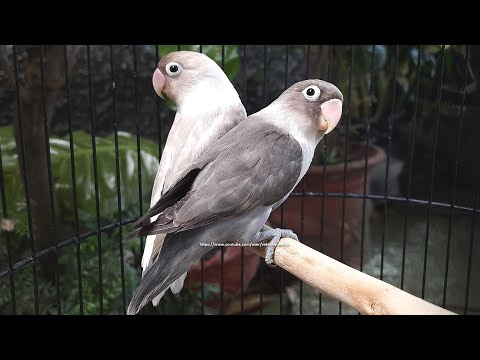 Lovebird Chirping Sounds (6 Hours) - Mauve Personata & Pastel Mauve (Mocha)