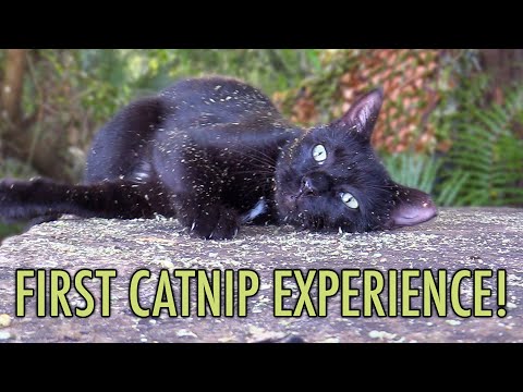 Feral Cat Reacts to Catnip for the First Time!
