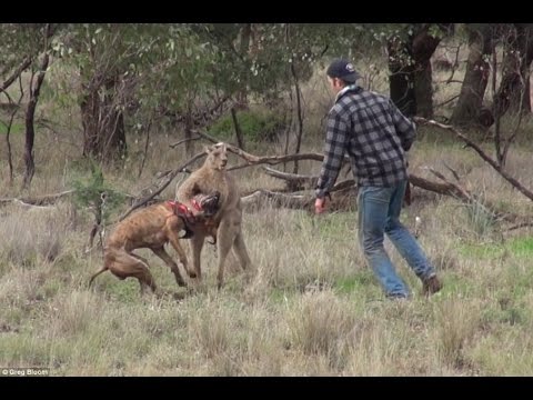 Street Roo-Jitsu vs. Sport Roo-Jitsu (Gracie Breakdown)