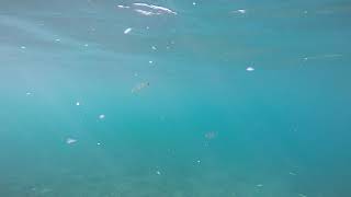 Download lagu GOPR9356 mp3 Download lagu GOPR9356 mp3