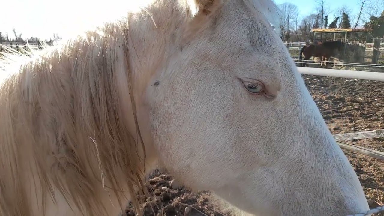 Cavallo Albino: raro esemplare di cavallo bianco con gli occhi azzurri.