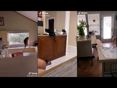 They say if you put tinfoil on the counter, your cat won't jump up | TikTok