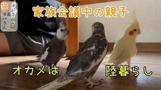 母ちゃん帰宅待ち猫のけなげさとオカメインコと暮らしたくなる癒し #猫 #オカメインコ #動物 #癒し #ルーティン