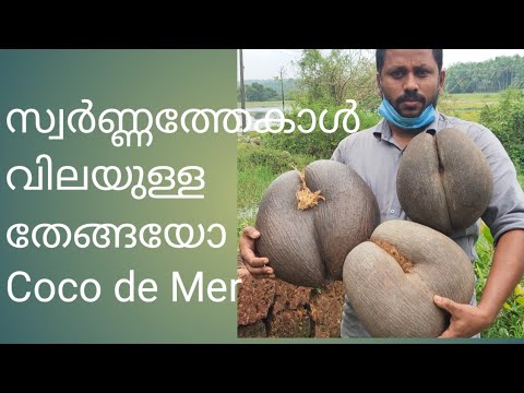 Coco De Mer/Seychelles/world big coconut/ സ്വർണ്ണത്തേകാൾ വിലയുള്ള തേങ്ങ മലപ്പുറം