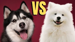 Husky Vs Samoyed