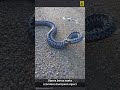 Grass Vipera berus snake common European viper  #snake #wildlife  #animals #shortvideo #shorts