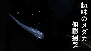 メダカの餌やり動画　#4 (深海感)