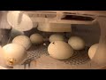 Buff Ducks Hatching In Time Lapse