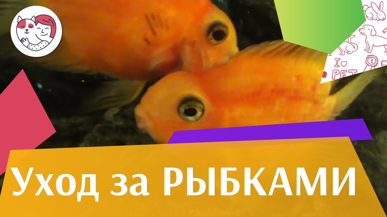 4 распространенные ошибки при уходе за аквариумными рыбками на ilikepet
