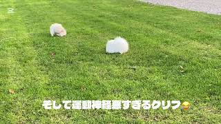 大親友ポメのクリフに遭遇した日#ドイツ #ポメラニアン #ポメラニアンのいる生活 #ヨーロッパ犬のいる生活 #vlog 