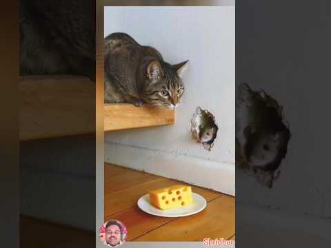 Cat Rat 🐁🐀#trending #bkffofficial1 #viral #funny #youtubeshorts #shorts