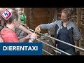 Strontvrije auto's na komst van speciale dierentaxi - OMROEP WEST
