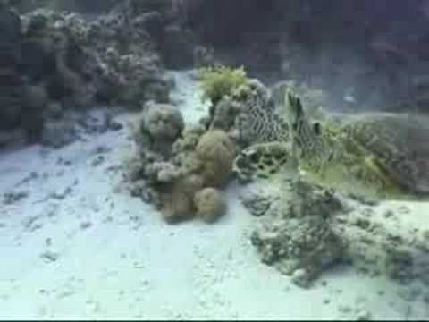 St. Johns, St. John´s Reef,Ägypten