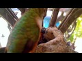 World Of Hummingbirds Tinkerbell Feeding Babies Peter Wendy So Tiny 4 3 13