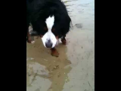 Bernese Mountain Dog Hermit Crabbing