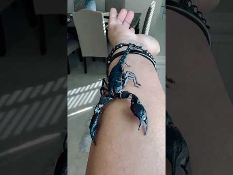 Giant Scorpion On My Arm