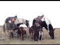 Montana Pheasant Hunt 2016
