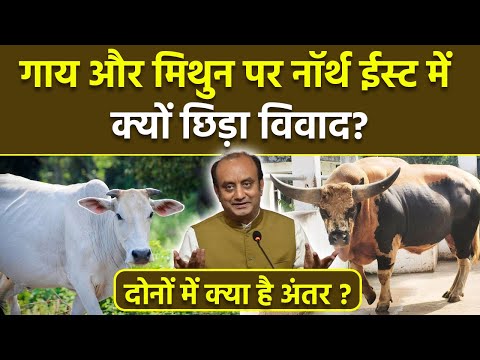 Cow VS Mithun: नॉर्थ ईस्ट में मिलने वाली मिथुन और गाय में क्या अंतर है | Boldsky