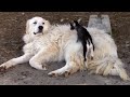 Pyrenean Mountain Dog Adorably Babysits Tiny Goats