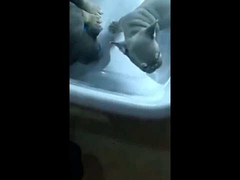 Officers rescue puppies from house fire in Florida