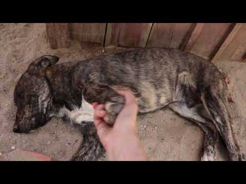 Vídeo de BOMMEL