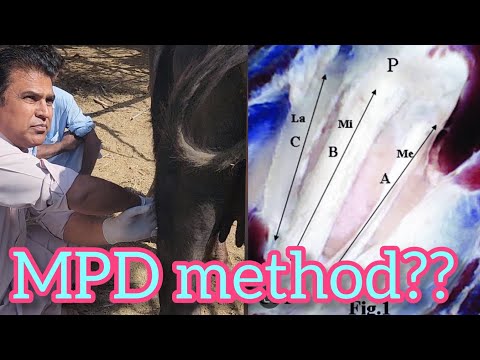 How we perform the MPD in cattle!|Stringhalt.