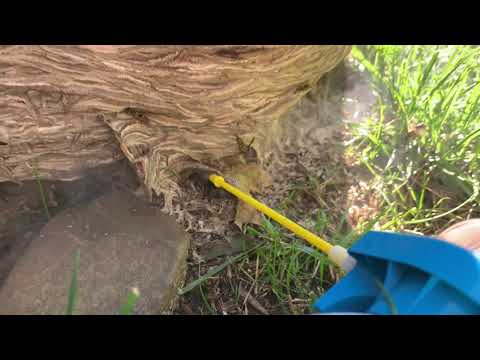 Yellow Jackets Nest Found on Side of Home in Gladstone, NJ